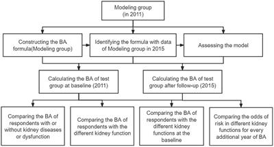 Association between kidney function and biological age: a China Health and Retirement Longitudinal Study